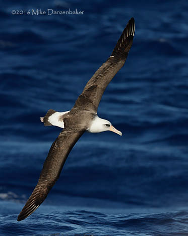 Laysan Albatross (Phoebastria immutabilis) photo image