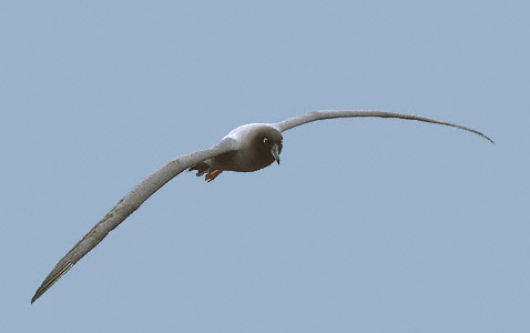 Light-mantled Albatross (Phoebetria palpebrata) photo image