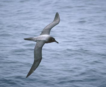 Light-mantled Albatross (Phoebetria palpebrata) photo image