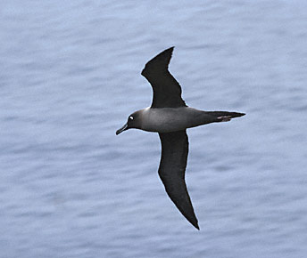 Light-mantled Albatross (Phoebetria palpebrata) photo image