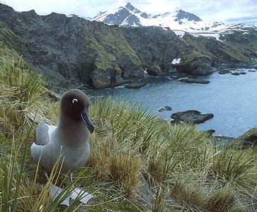 Light-mantled Albatross (Phoebetria palpebrata) photo image