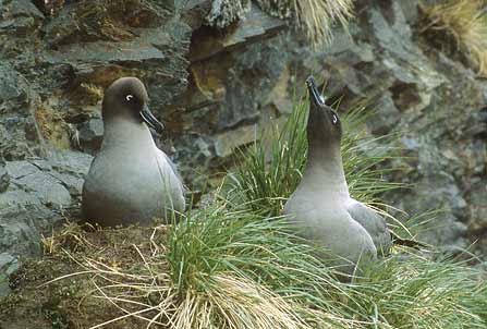 Light-mantled Albatross (Phoebetria palpebrata) photo image