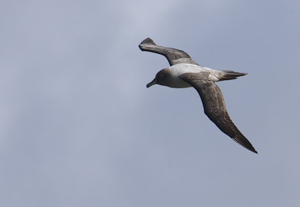 Light-mantled Albatross (Phoebetria palpebrata) photo