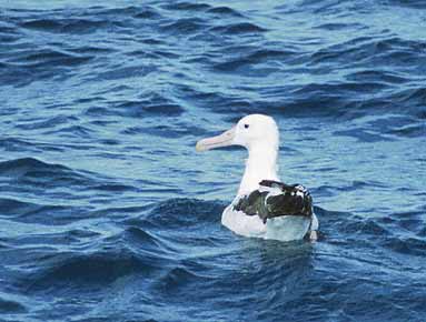 Northern Royal Albatross (Diomedea sanfordi) photo image