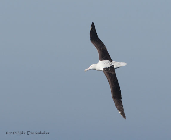 Northern Royal Albatross (Diomedea [epomophora] sanfordi) photo