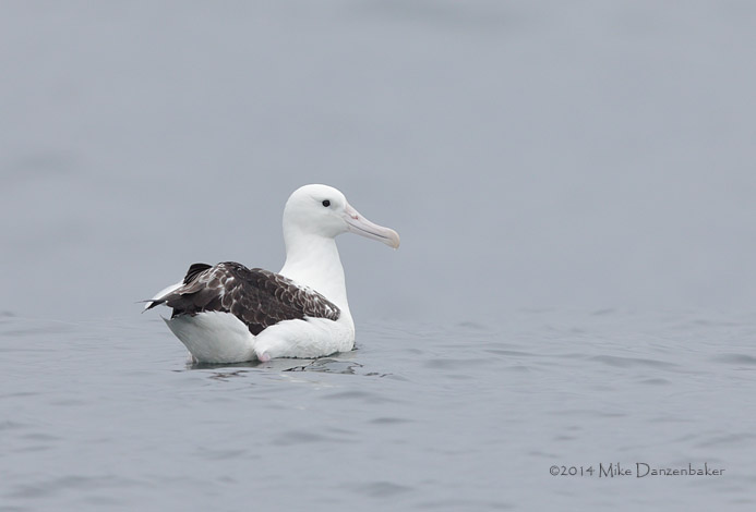 Northern Royal Albatross (Diomedea sanfordi) photo image