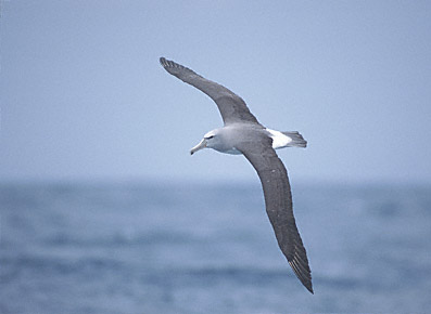 Salvin's Albatross (Thalassarche salvini) photo image