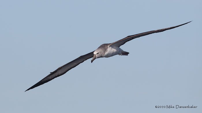 Salvin's Albatross (Thalassarche salvini) photo image
