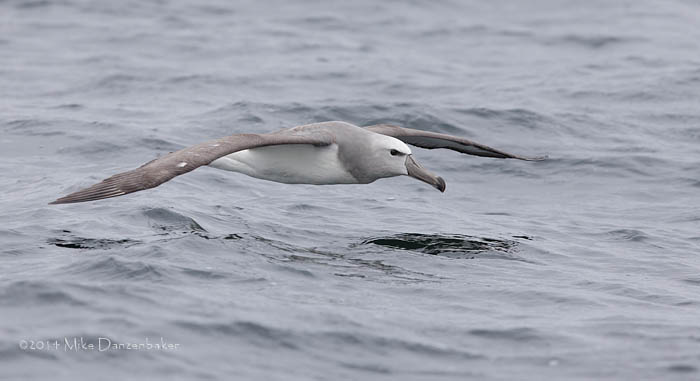 Salvin's Albatross (Thalassarche salvini) photo image