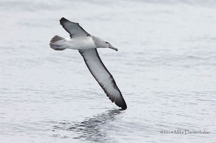 Salvin's Albatross (Thalassarche salvini) photo image