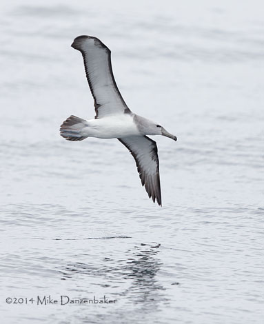 Salvin's Albatross (Thalassarche salvini) photo image
