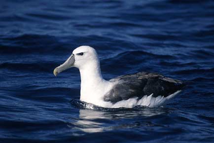 White-capped Albatross (Thalassarche cauta) photo image