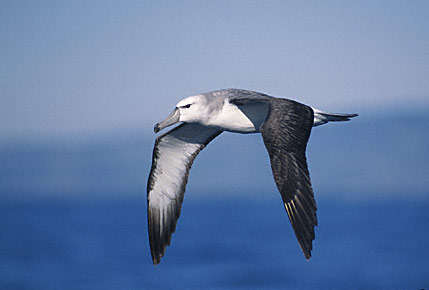 White-capped Albatross (Thalassarche cauta) photo image