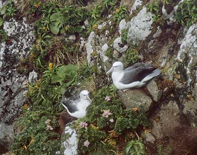 White-capped Albatross (Thalassarche cauta) photo image