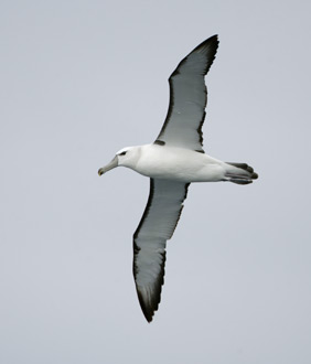 White-capped Albatross (Thalassarche cauta) photo image