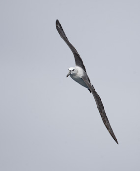 White-capped Albatross (Thalassarche cauta) photo image
