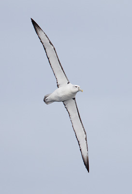 White-capped Albatross (Thalassarche cauta) photo image