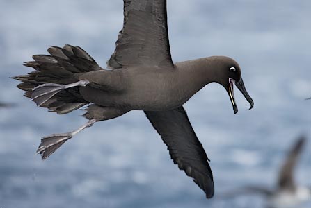 Sooty Albatross (Phoebetria fusca) photo image