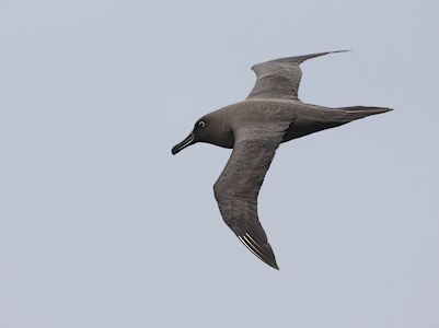 Sooty Albatross (Phoebetria fusca) photo image