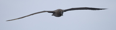 Sooty Albatross (Phoebetria fusca) photo image