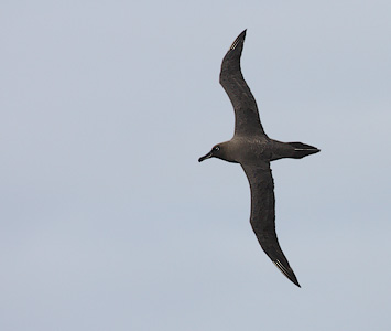Sooty Albatross (Phoebetria fusca) photo image