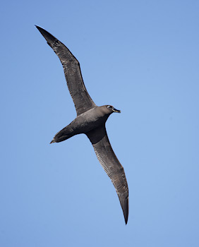 Sooty Albatross (Phoebetria fusca) photo image