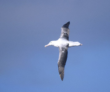 Southern Royal Albatross (Diomedea epomophora) photo image
