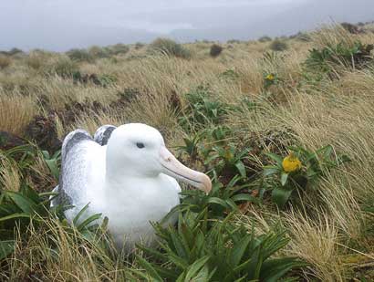 Southern Royal Albatross (Diomedea epomophora) photo image