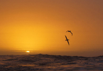 Southern Royal Albatross (Diomedea epomophora) photo image