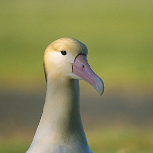 Short-tailed Albatross (Phoebastria albatrus) photo image