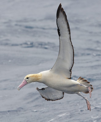 Short-tailed Albatross (Phoebastria albatrus) photo image