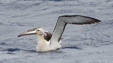 Short-tailed Albatross (Phoebastria albatrus) photo image