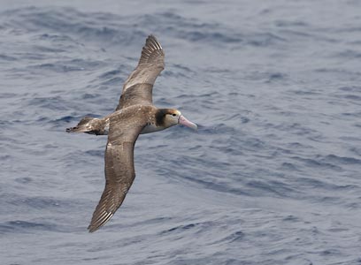 Short-tailed Albatross (Phoebastria albatrus) photo image