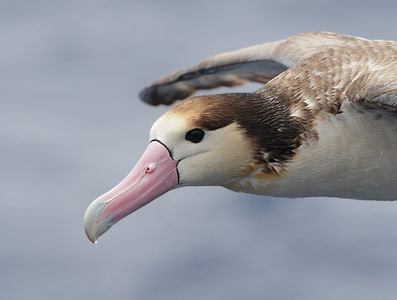 Short-tailed Albatross (Phoebastria albatrus) photo image