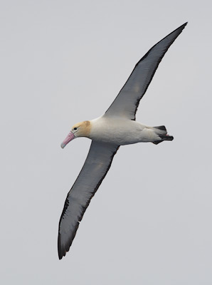 Short-tailed Albatross (Phoebastria albatrus) photo image