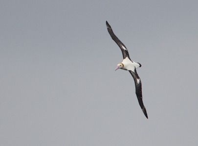 Short-tailed Albatross (Phoebastria albatrus) photo image