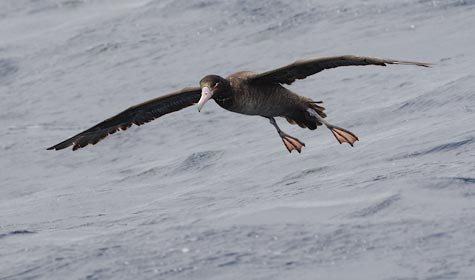 Short-tailed Albatross (Phoebastria albatrus) photo image