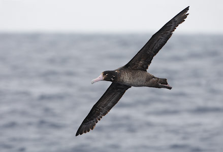 Short-tailed Albatross (Phoebastria albatrus) photo image