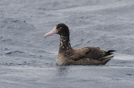Short-tailed (Steller's) Albatross (Phoebastria albatrus) photo