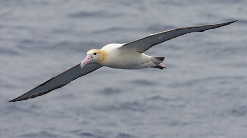 Short-tailed Albatross (Phoebastria albatrus) photo image