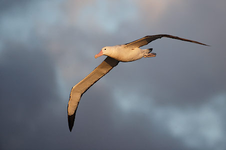 Tristan Albatross (Diomedea dabbenena) photo image