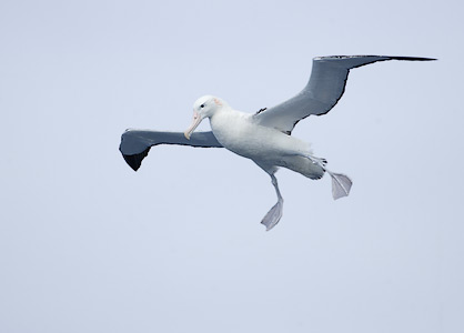 (Tristan) Wandering Albatross (Diomedea (exulans) dabbenena) photo