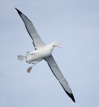 (Tristan) Wandering Albatross (Diomedea (exulans) dabbenena) photo