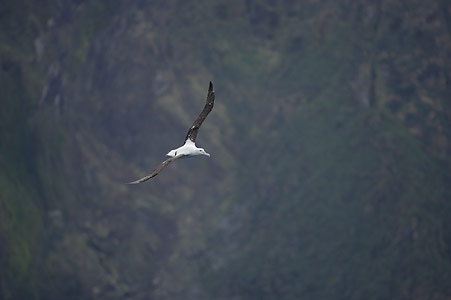 (Tristan) Wandering Albatross (Diomedea (exulans) dabbenena) photo