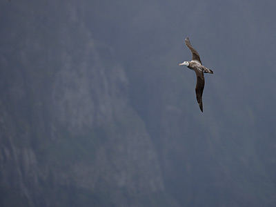 (Tristan) Wandering Albatross (Diomedea (exulans) dabbenena) photo