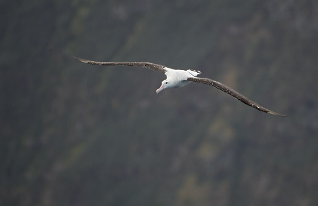 Tristan Albatross (Diomedea dabbenena) photo image