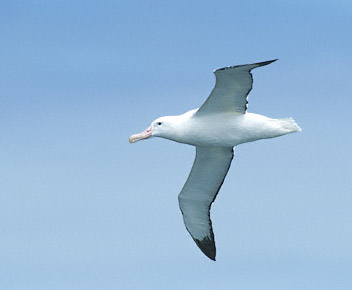 Wandering Albatross (Diomedea exulans) photo image