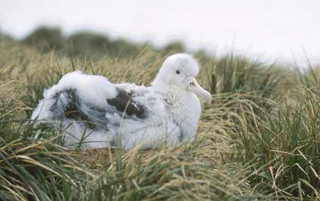 Wandering Albatross (Diomedea exulans) photo image