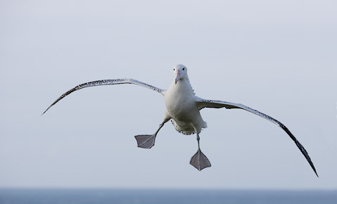 Wandering Albatross (Diomedea exulans) photo image
