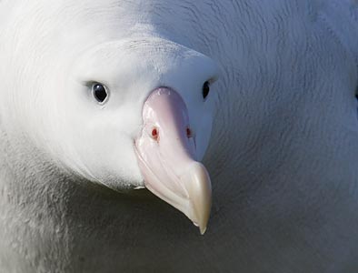 Wandering Albatross (Diomedea exulans) photo image